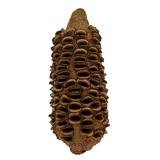 Banksia Nøtt 15-20 cm