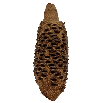 Banksia Nøtt 20-25 cm